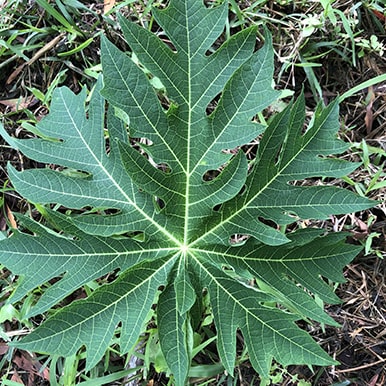 Feuilles de papaye 