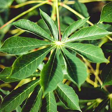 Feuilles de manioc