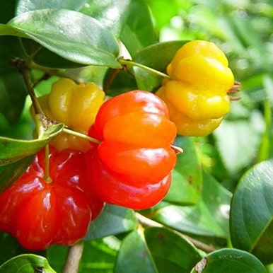 Cerise de cayenne 